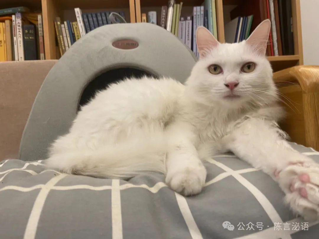 健身小辣椒j3七秒视频公众号_健身小辣椒_辣椒健身