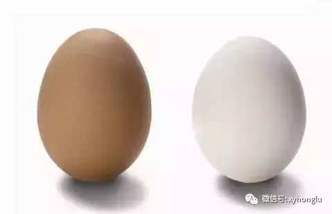 鸡蛋的百科知识_关于鸡蛋的基本常识_常识鸡蛋基本结构图
