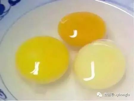鸡蛋的百科知识_关于鸡蛋的基本常识_常识鸡蛋基本结构图