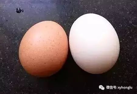 关于鸡蛋的基本常识_常识鸡蛋基本结构图_鸡蛋的百科知识