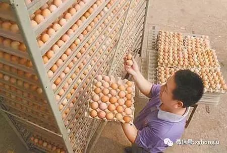 常识鸡蛋基本结构图_关于鸡蛋的基本常识_鸡蛋的百科知识