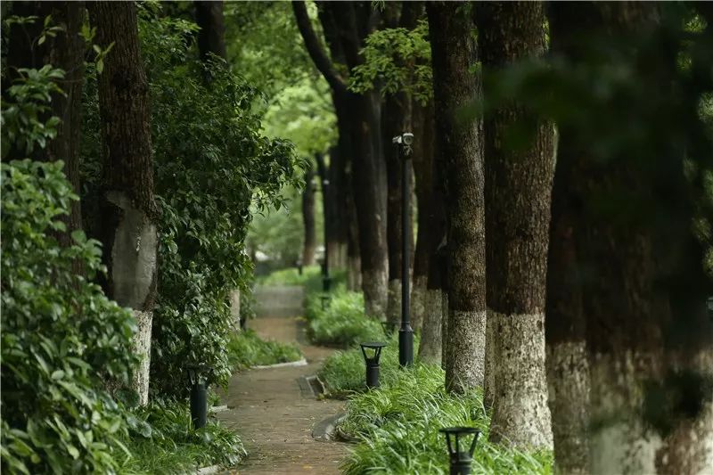有氧森林运动_森林有氧呼吸_森林运动项目