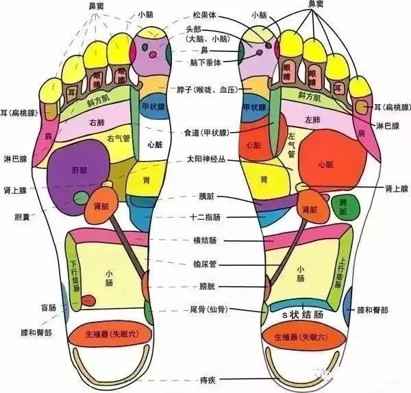 游泳有氧运动_跑步和游泳是有氧运动_跑步游泳属于有氧