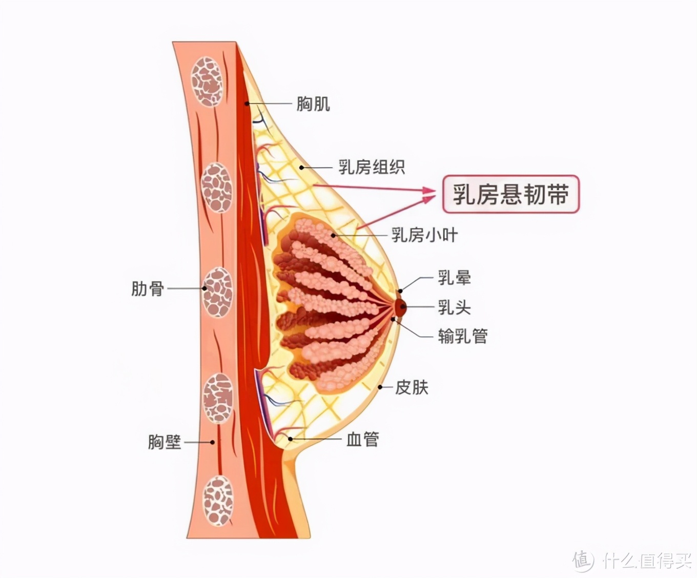 文胸码数对照表_运动文胸尺码表_健身房运动文胸大码