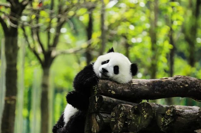 中国篮球首个世界冠军w_篮球运动冠军_中国世界篮球冠军是谁