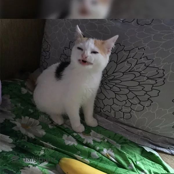 搞笑视频博主简介_搞笑的视频博主_生活趣事搞笑博主视频