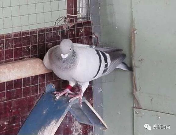 鸟类运动系统_鸟类运动器官_鸟类主要行动器官为